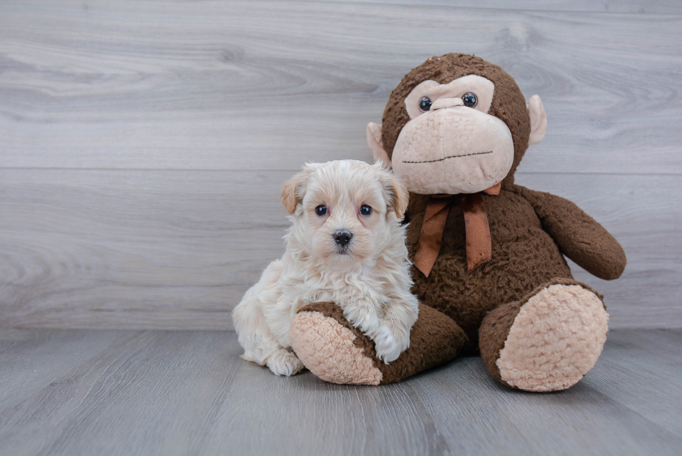 Adorable Maltese Poodle Poodle Mix Puppy