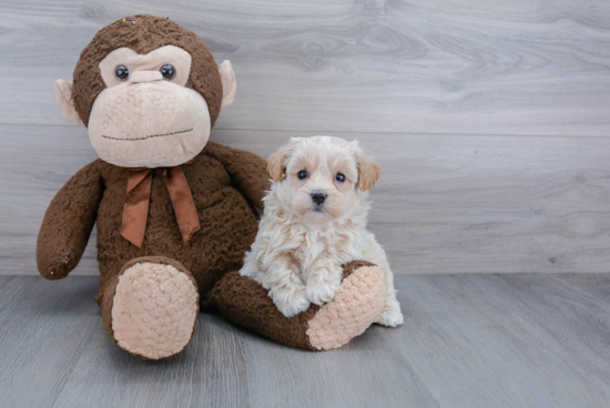 Best Maltipoo Baby