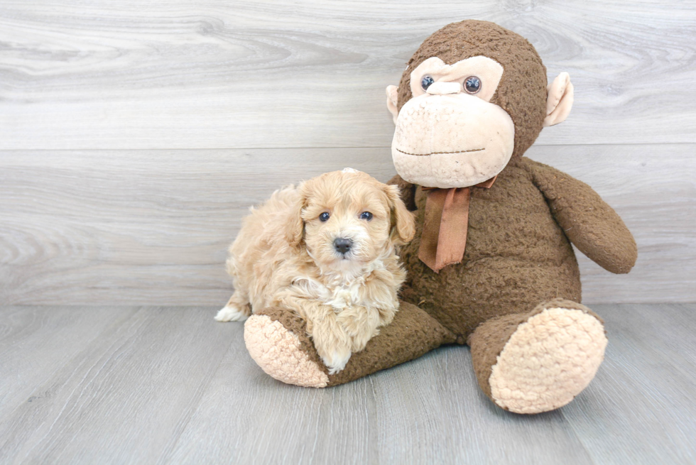 Sweet Maltipoo Baby