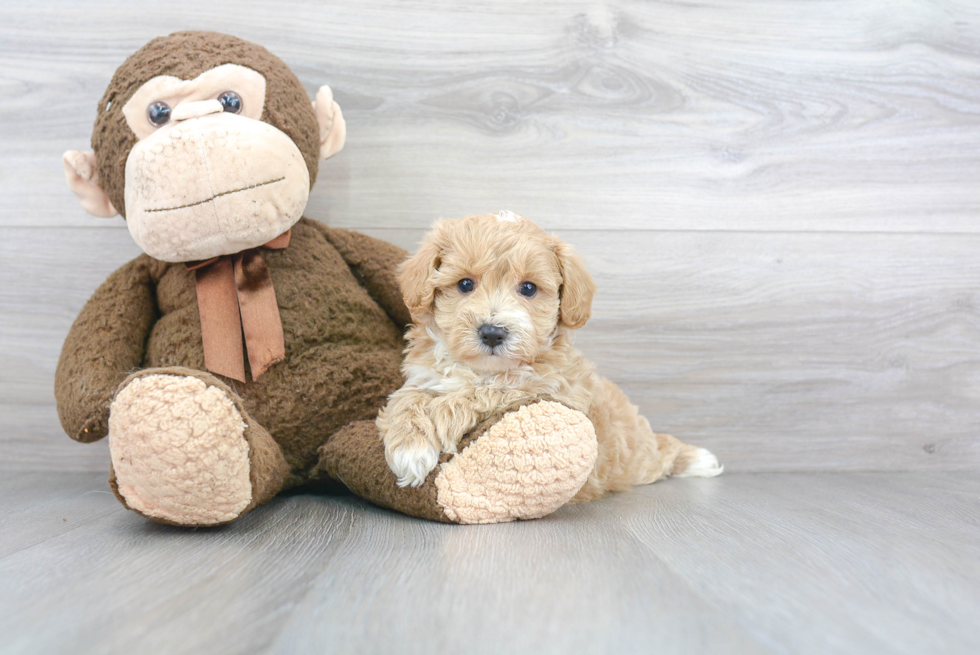 Little Maltese Poodle Poodle Mix Puppy