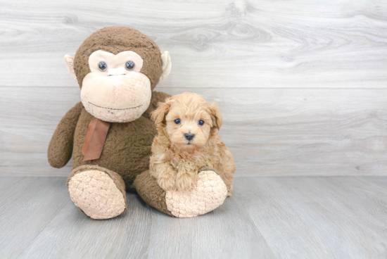 Best Maltipoo Baby