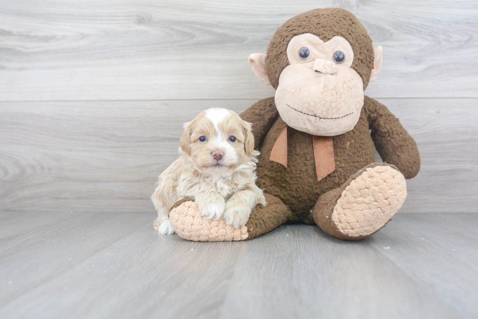 Maltipoo Pup Being Cute