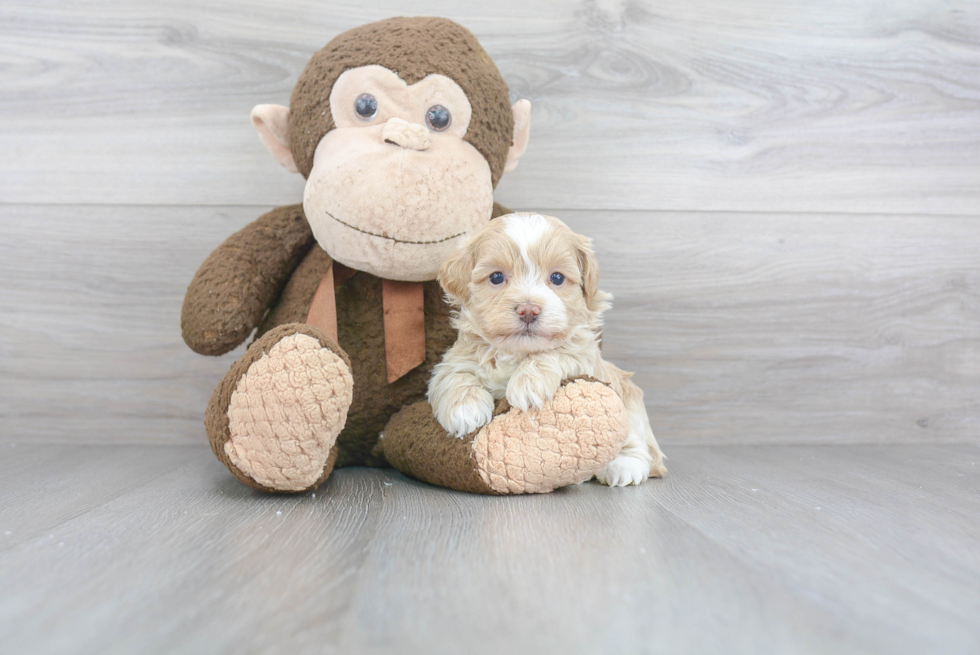 Friendly Maltipoo Baby