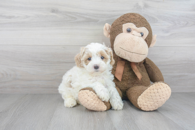 Maltipoo Pup Being Cute