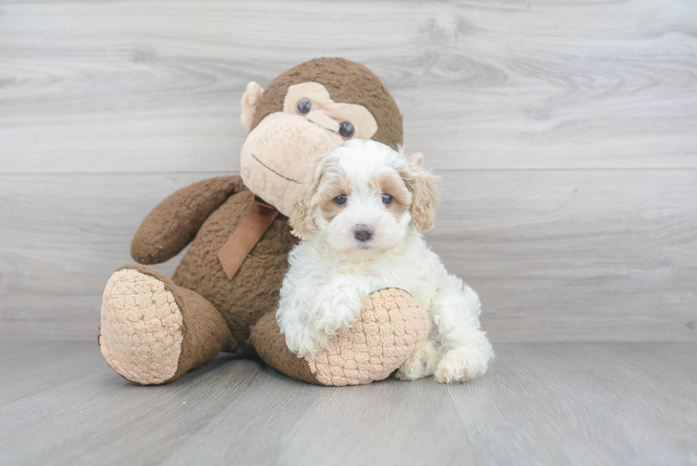 Maltipoo Puppy for Adoption