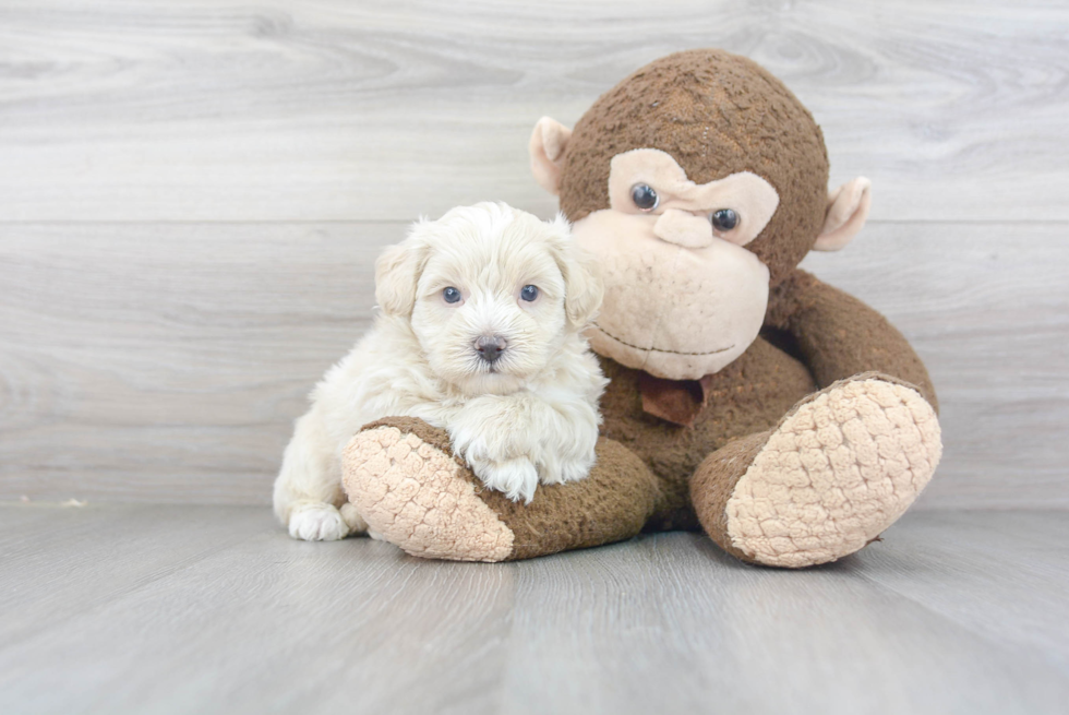 Friendly Maltipoo Baby