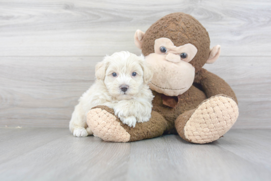 Friendly Maltipoo Baby