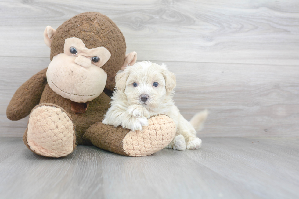 Popular Maltipoo Poodle Mix Pup