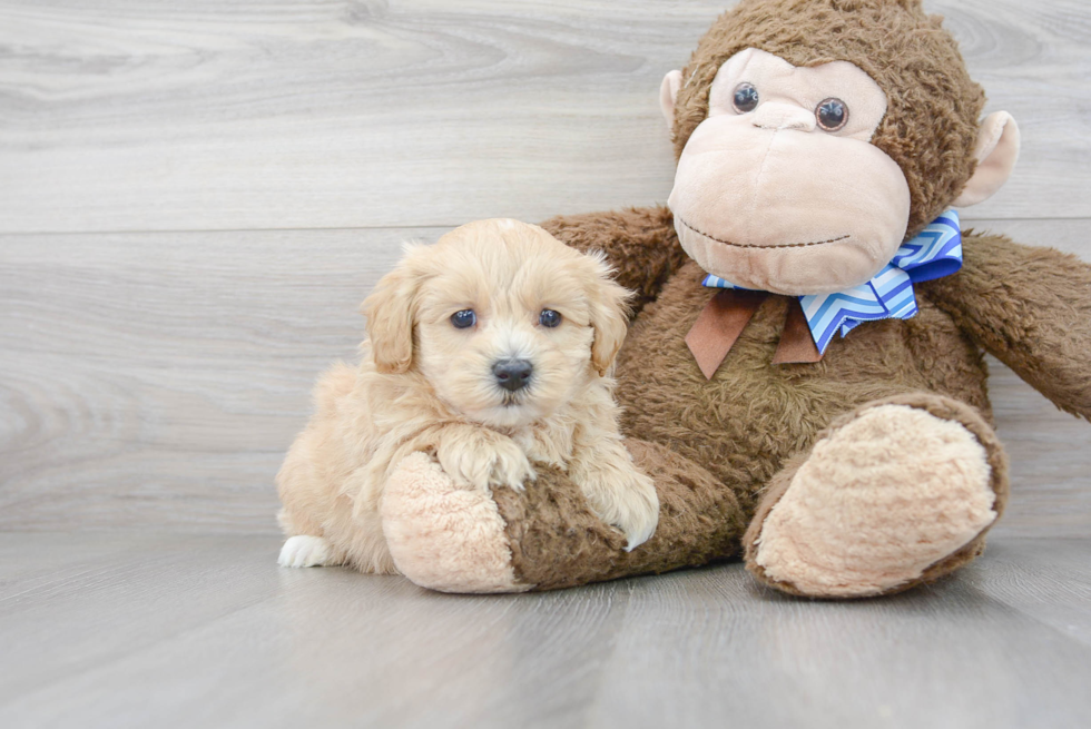 Maltipoo Puppy for Adoption