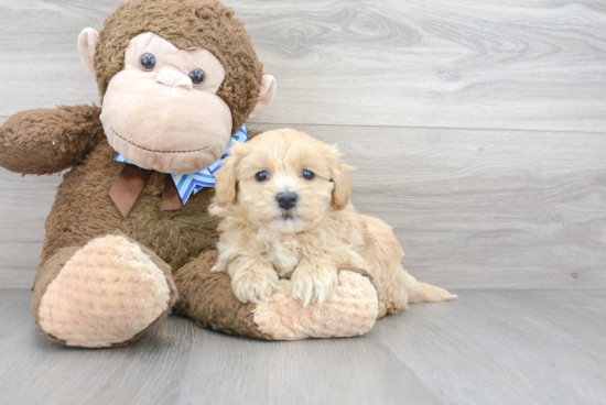 Petite Maltipoo Poodle Mix Pup