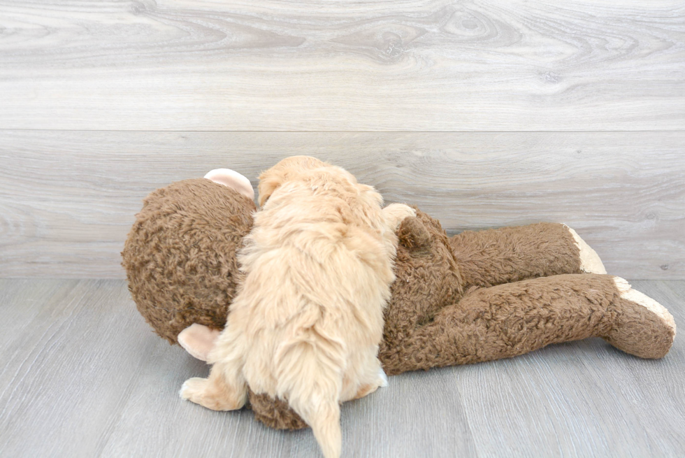 Smart Maltipoo Poodle Mix Pup