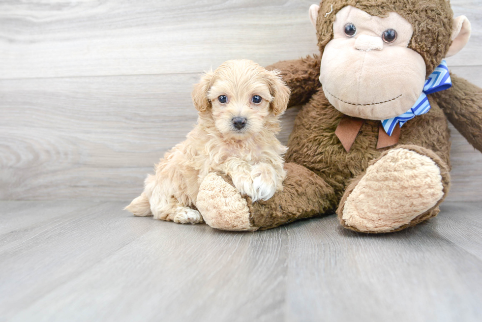 Maltipoo Puppy for Adoption