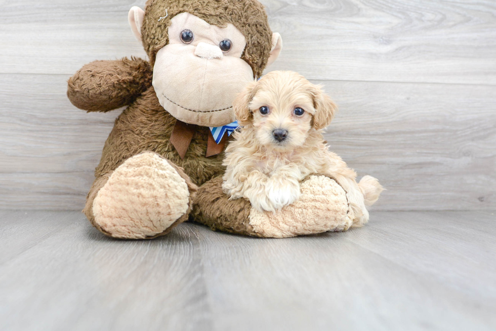 Maltipoo Puppy for Adoption