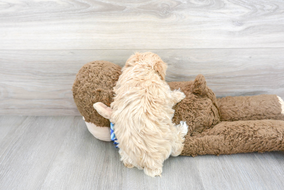 Smart Maltipoo Poodle Mix Pup