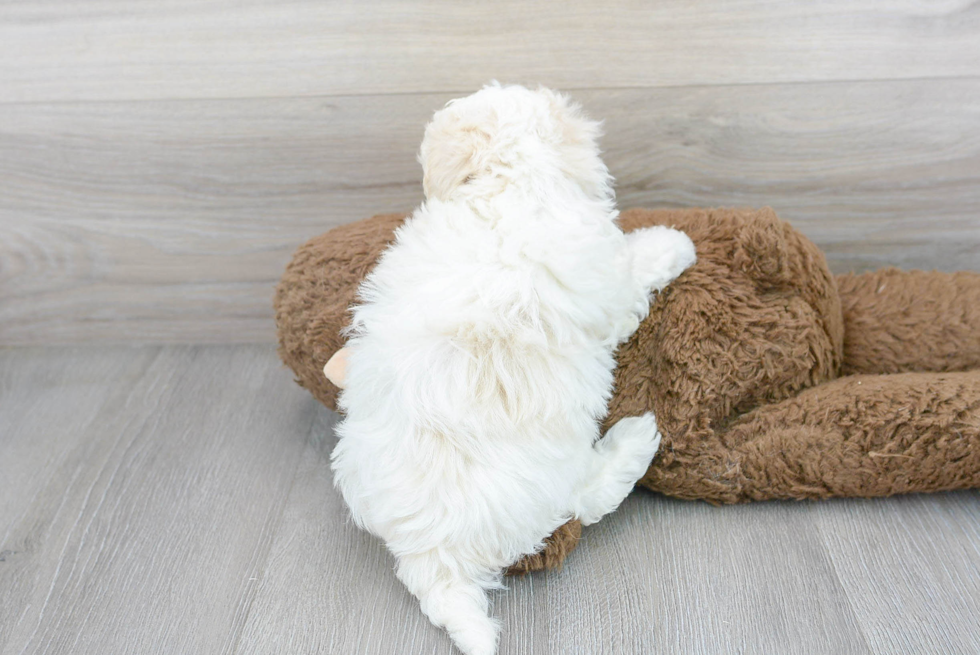 Little Maltese Poodle Poodle Mix Puppy