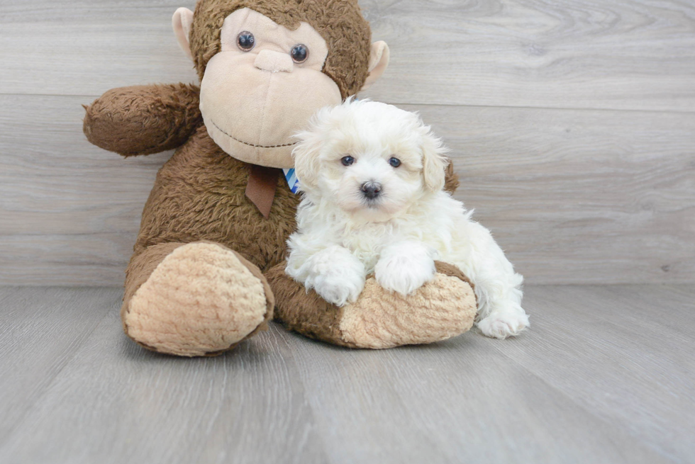 Fluffy Maltipoo Poodle Mix Pup