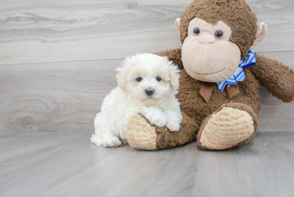 Best Maltipoo Baby