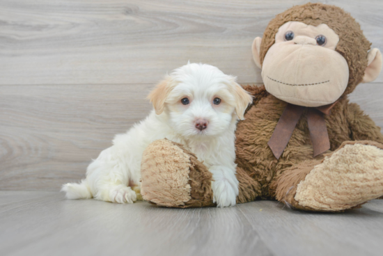 Little Maltese Poodle Poodle Mix Puppy