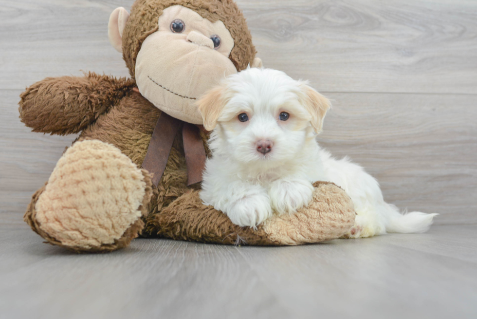 Sweet Maltipoo Baby