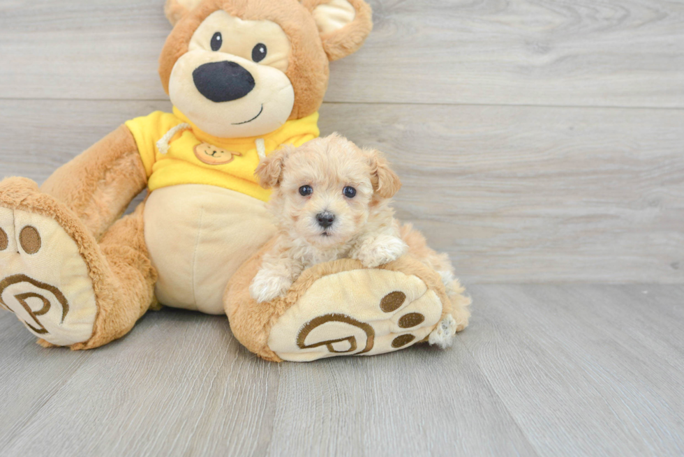 Best Maltipoo Baby