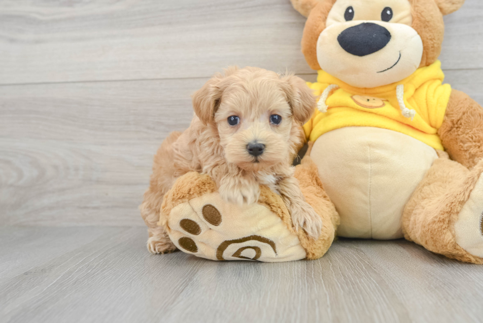 Petite Maltipoo Poodle Mix Pup