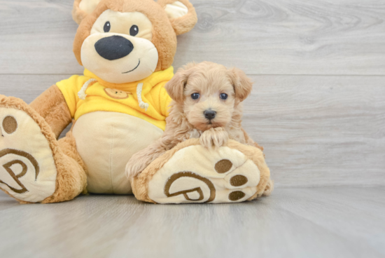 Maltipoo Pup Being Cute