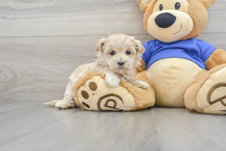 Maltipoo Puppy for Adoption