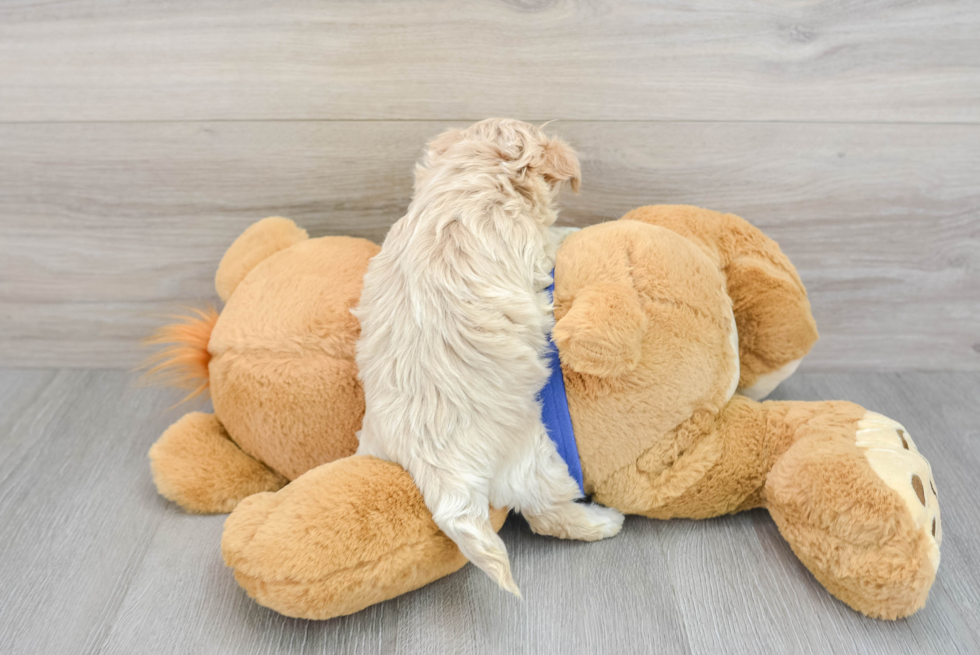 Best Maltipoo Baby