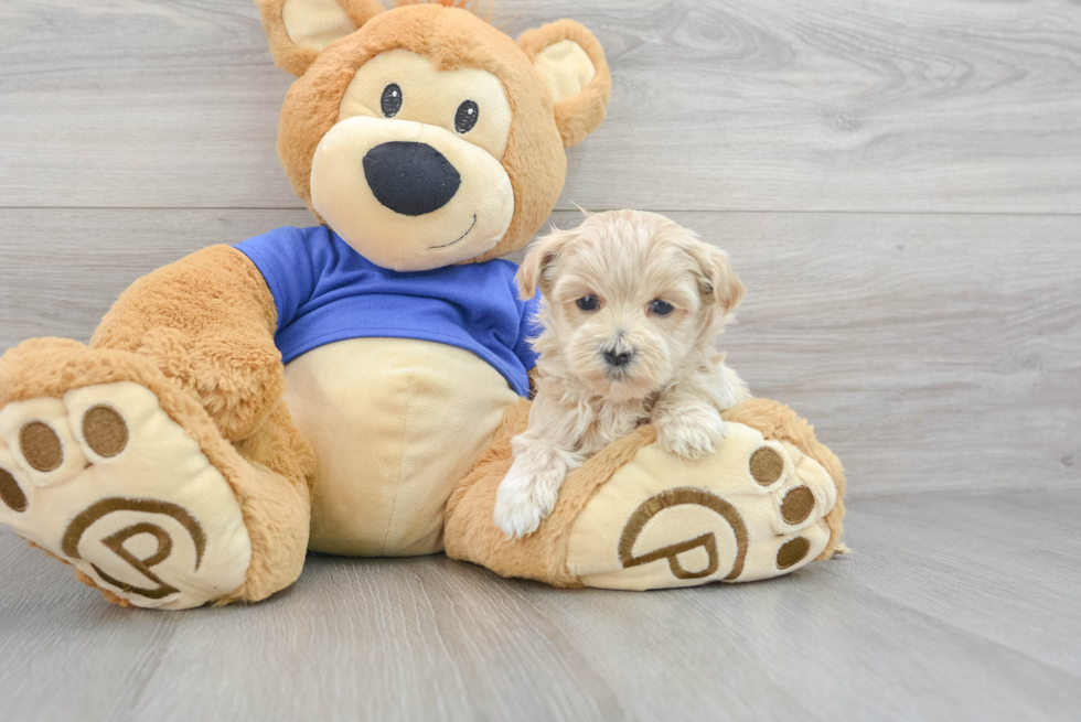 Little Maltepoo Poodle Mix Puppy