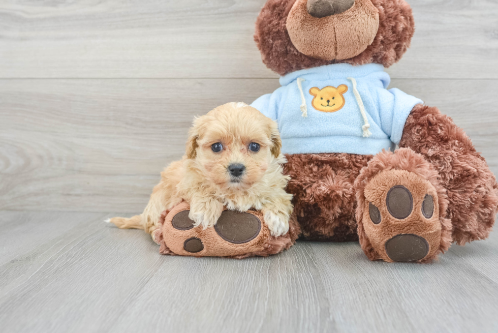 Petite Maltipoo Poodle Mix Pup