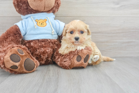 Hypoallergenic Maltese Poodle Poodle Mix Puppy