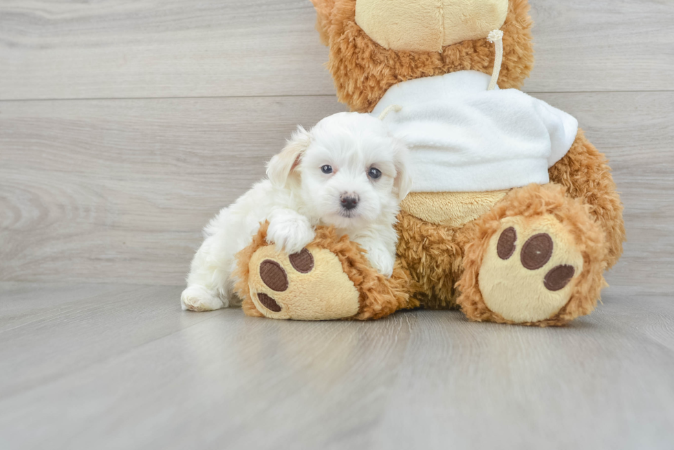 Best Maltipoo Baby