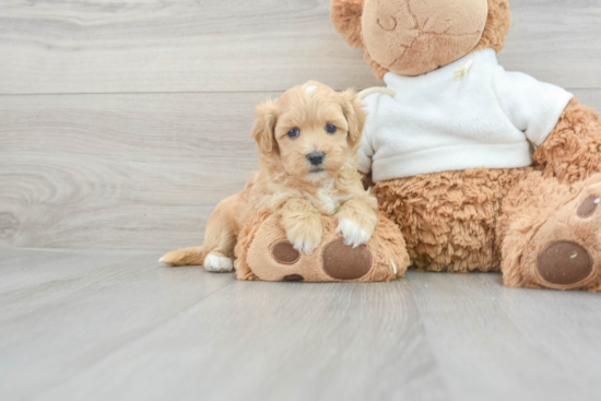 Maltipoo Puppy for Adoption