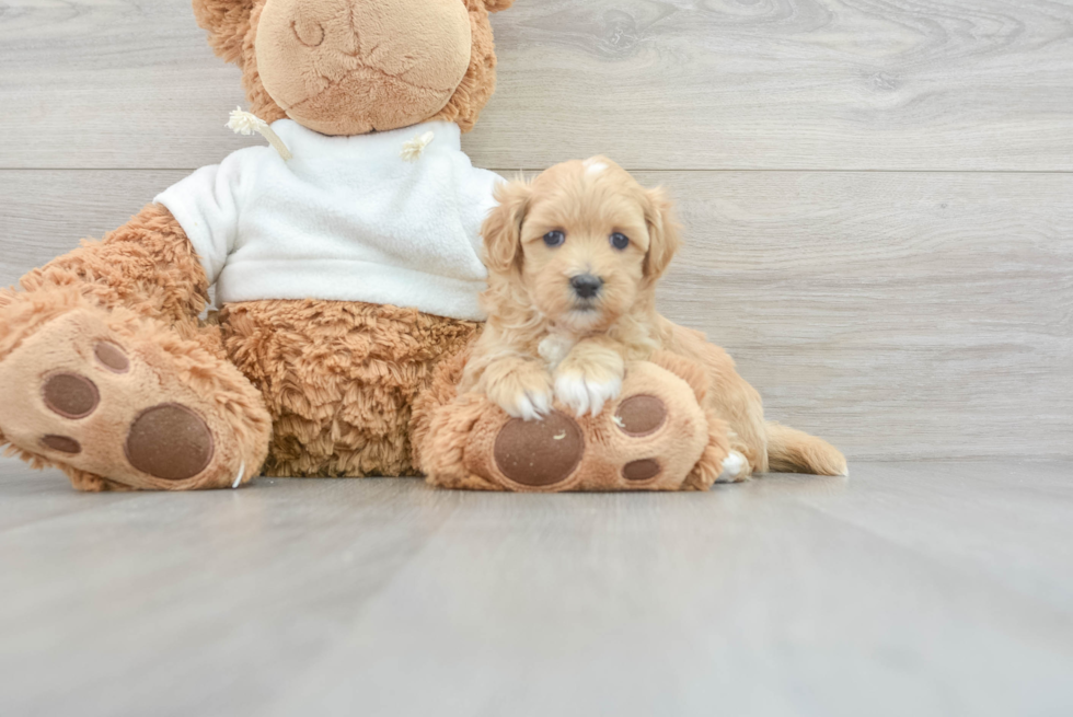 Best Maltipoo Baby