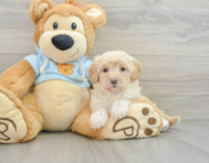 9 week old Maltipoo Puppy For Sale - Premier Pups