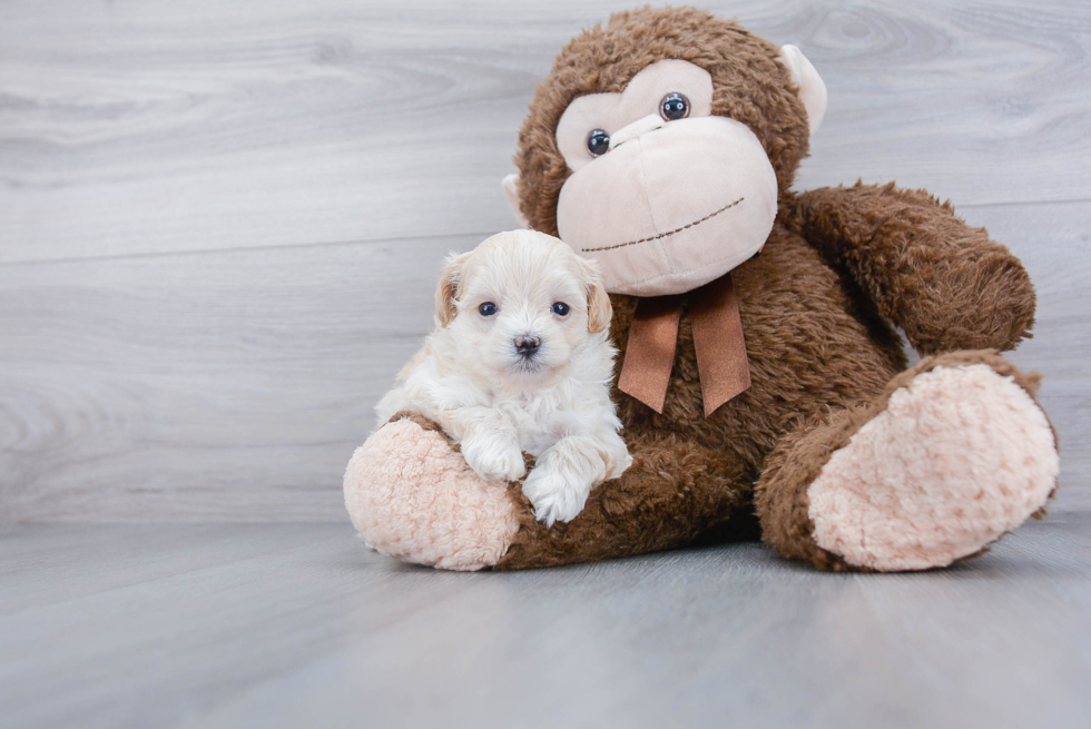 Petite Maltipoo Poodle Mix Pup