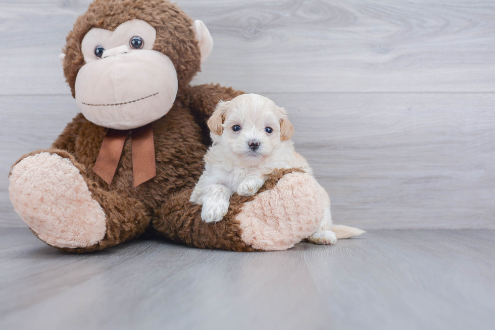 Best Maltipoo Baby