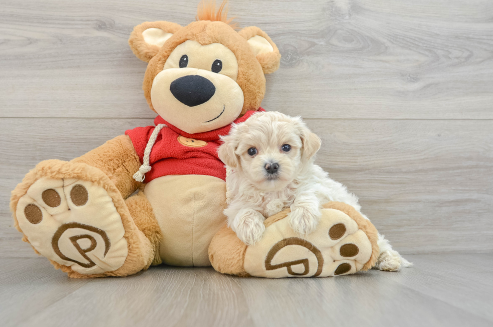 6 week old Maltipoo Puppy For Sale - Premier Pups