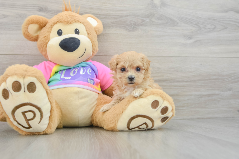 Adorable Maltepoo Poodle Mix Puppy