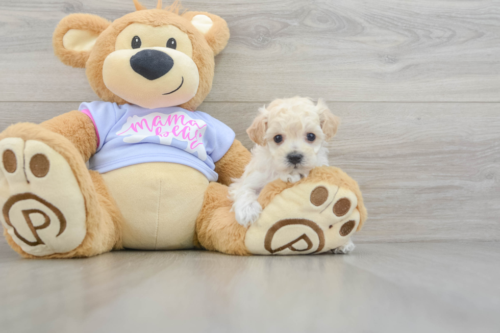 Popular Maltipoo Poodle Mix Pup