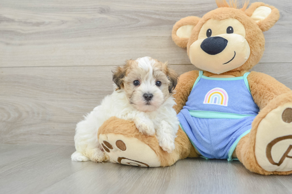 Small Maltipoo Baby