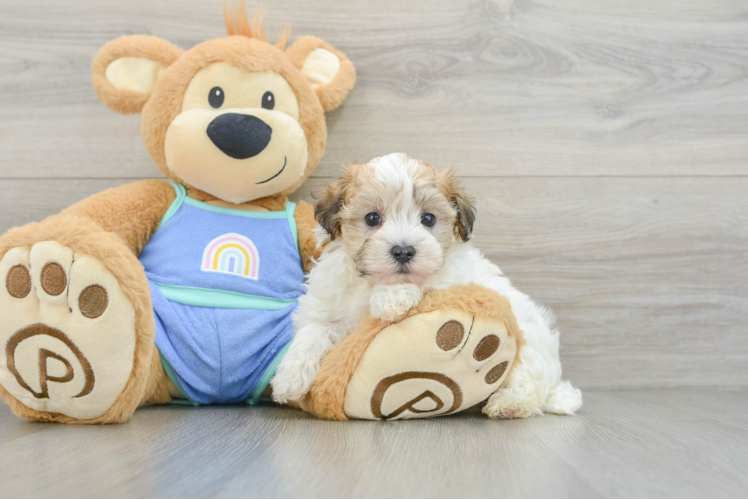 Best Maltipoo Baby