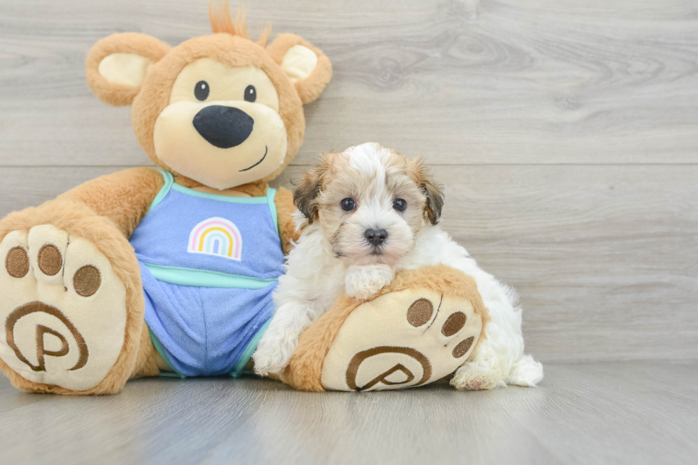 Best Maltipoo Baby