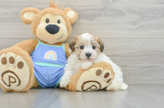 Best Maltipoo Baby
