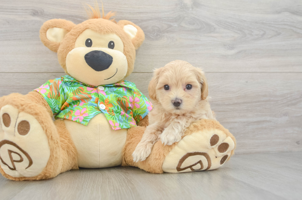 6 week old Maltipoo Puppy For Sale - Premier Pups