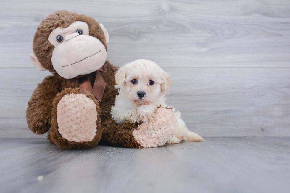 Energetic Maltepoo Poodle Mix Puppy