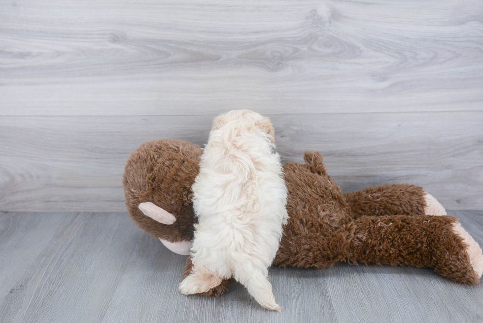 Maltipoo Pup Being Cute