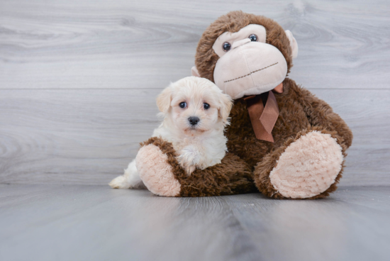 Adorable Maltese Poodle Poodle Mix Puppy