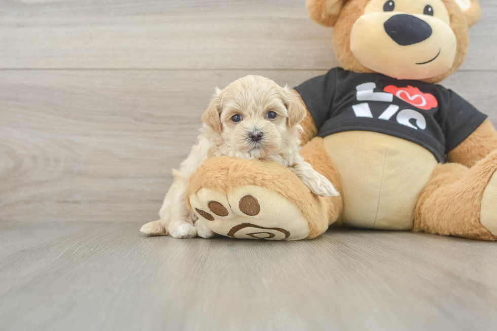 Best Maltipoo Baby