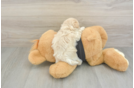 Maltipoo Puppy for Adoption